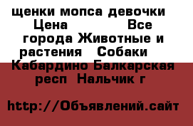 щенки мопса девочки › Цена ­ 25 000 - Все города Животные и растения » Собаки   . Кабардино-Балкарская респ.,Нальчик г.